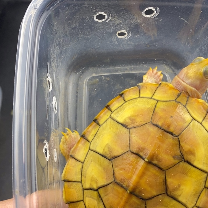 巴西彩龟母666666666