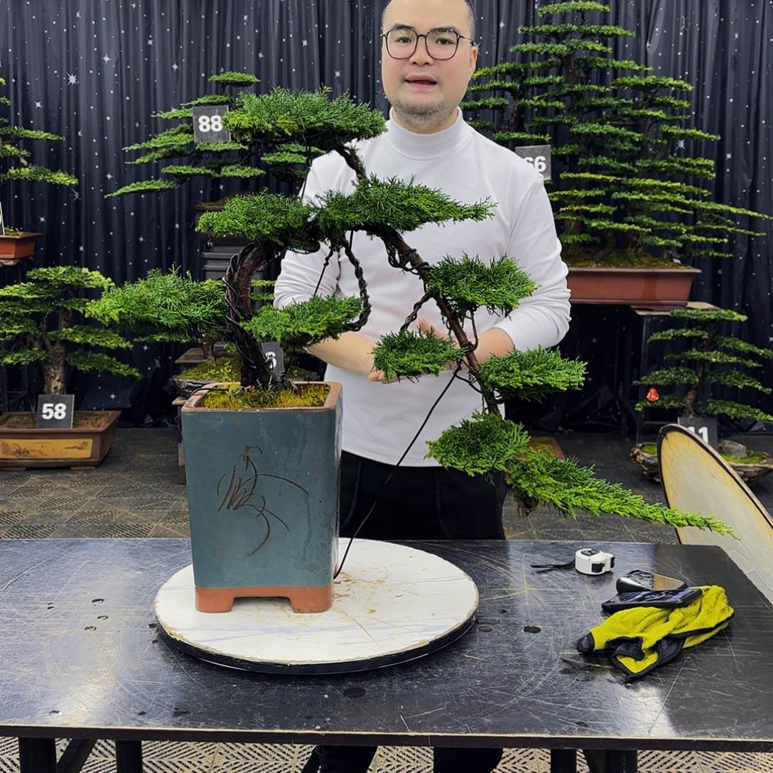 龙爪松高端造型盆景