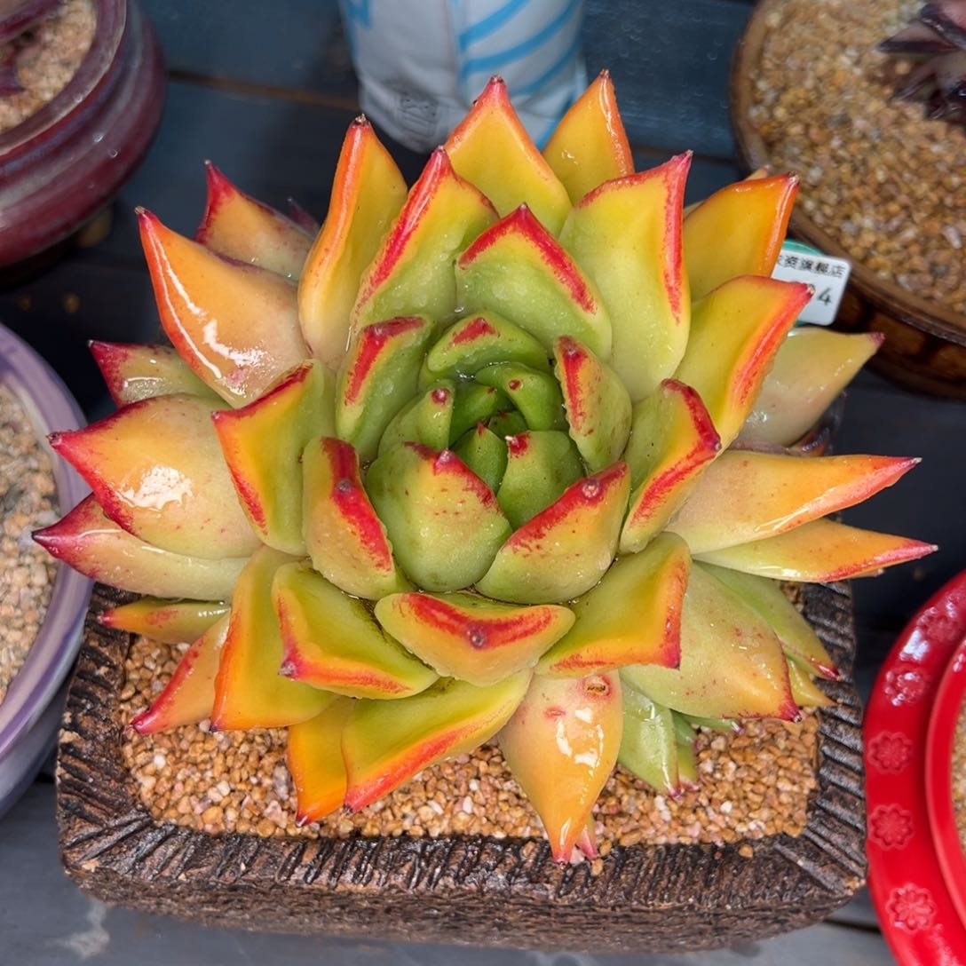 从前慢多肉精选编号0211.314