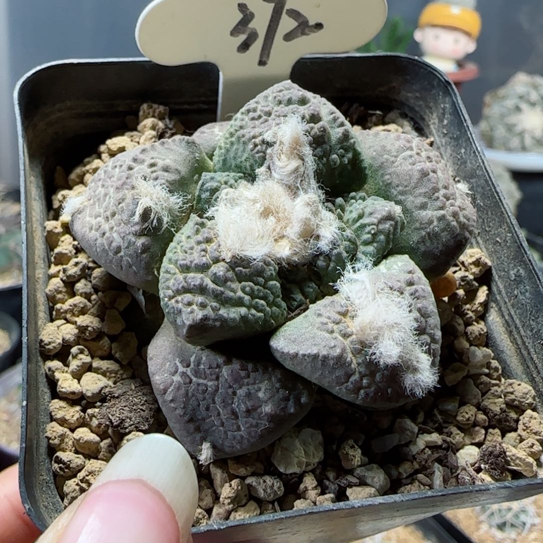 372自根连山牡丹多肉