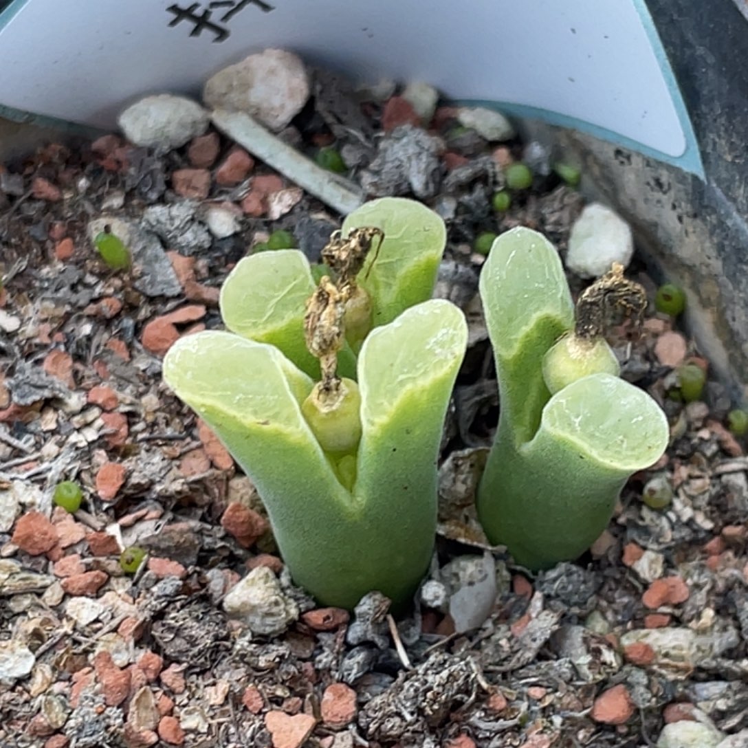 6-139风铃多肉植物