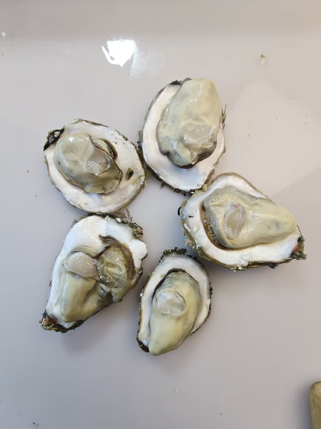 大连庄河原产地新鲜现捕蛎蚝生蚝每斤4-6个头，整箱5斤发货