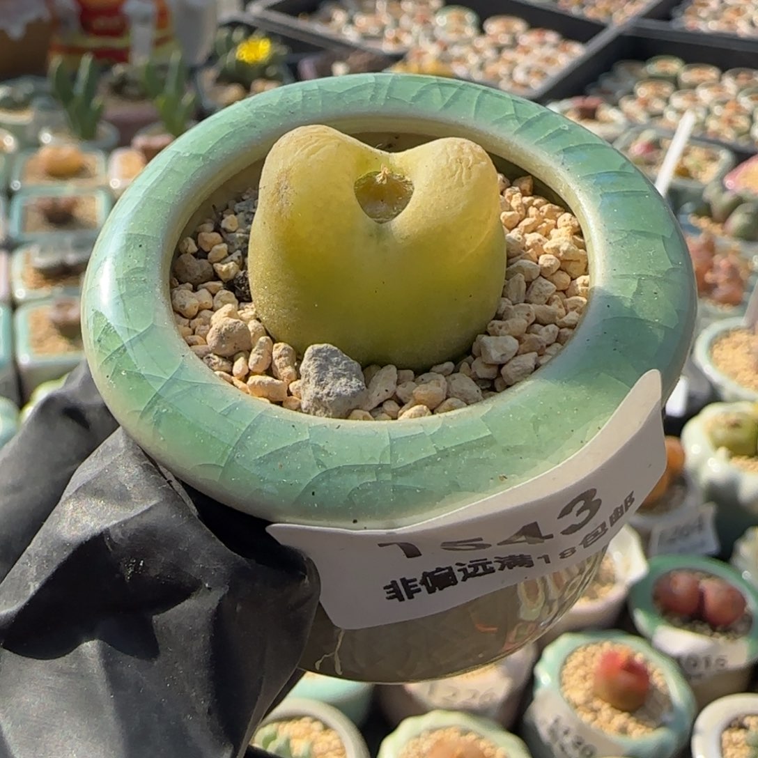 1543-一物一拍 带盆