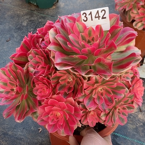 红陶3142女巫多肉