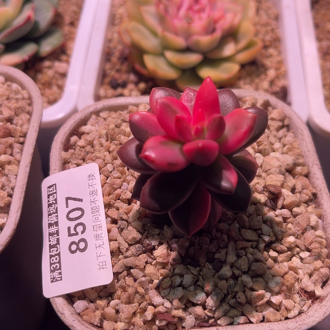 回***影尚品园艺福利锦8507