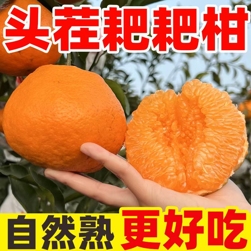 正宗四川春见耙耙柑当季新鲜眉山粑粑柑孕妇水果丑柑柑橘整箱包邮