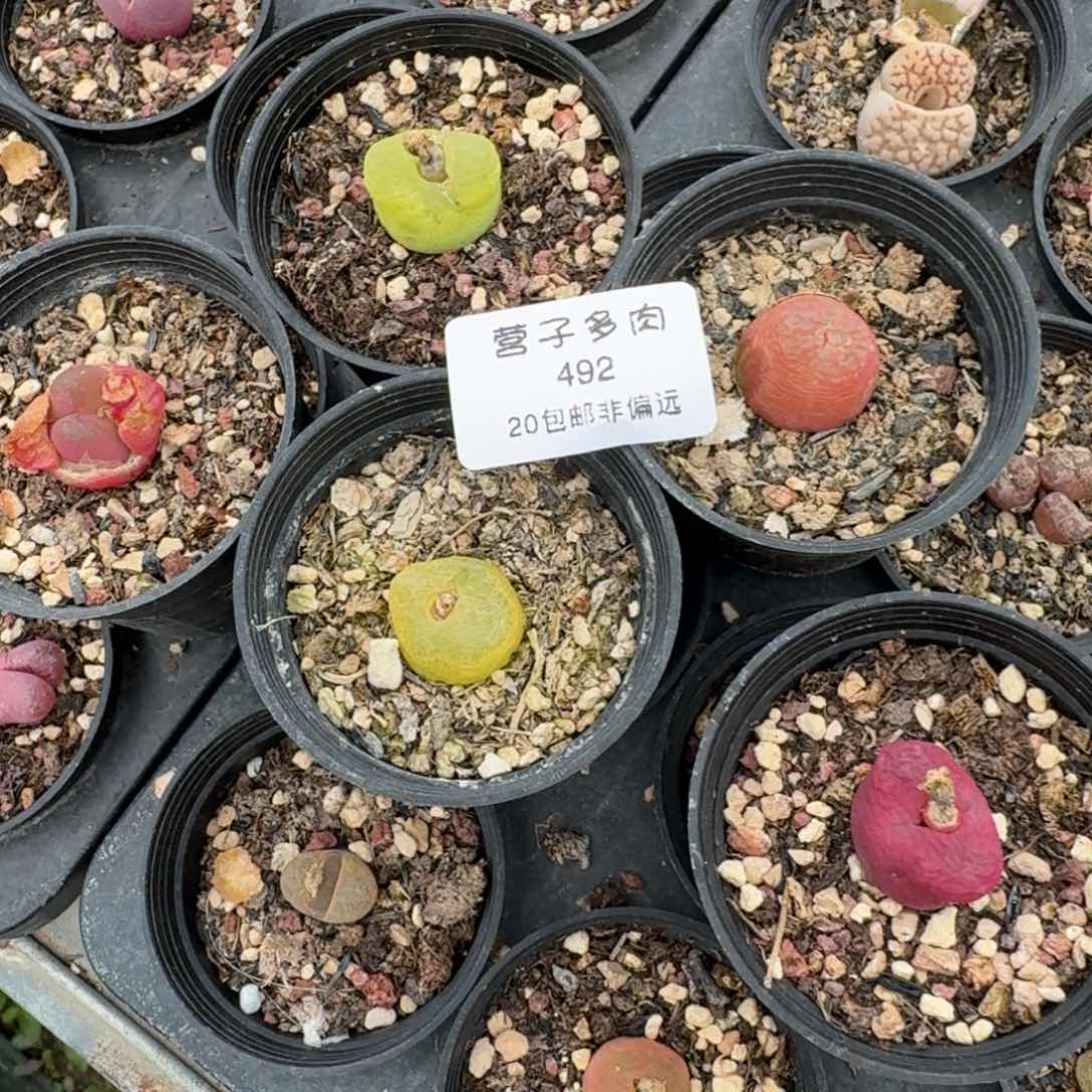 492五颗带盆土带我65588