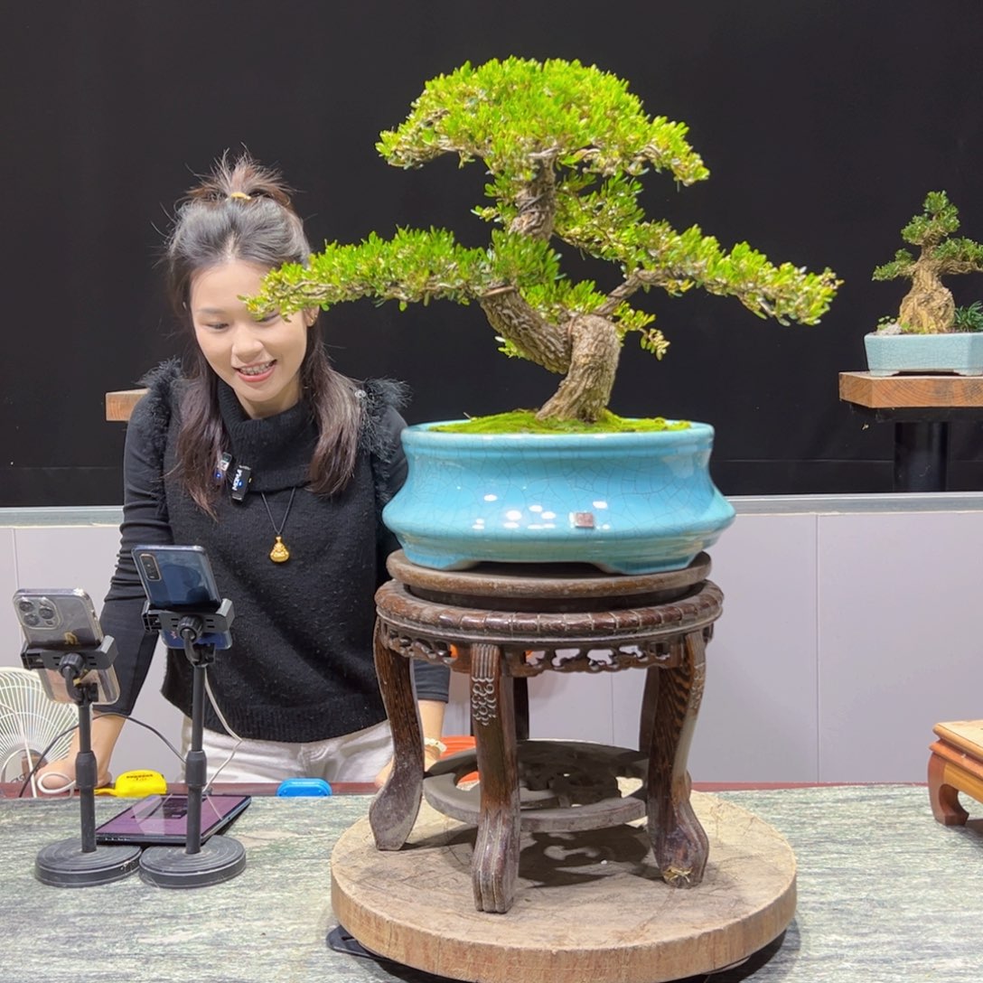 绿植黄杨盆景盆景