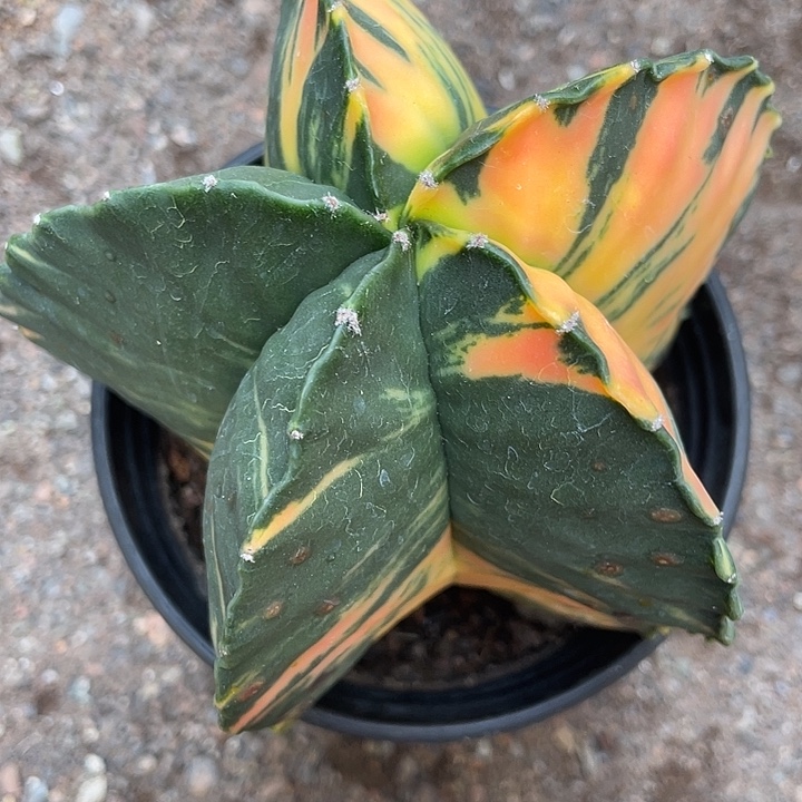 我***呢实生根鸾凤玉锦仙人球一物一拍