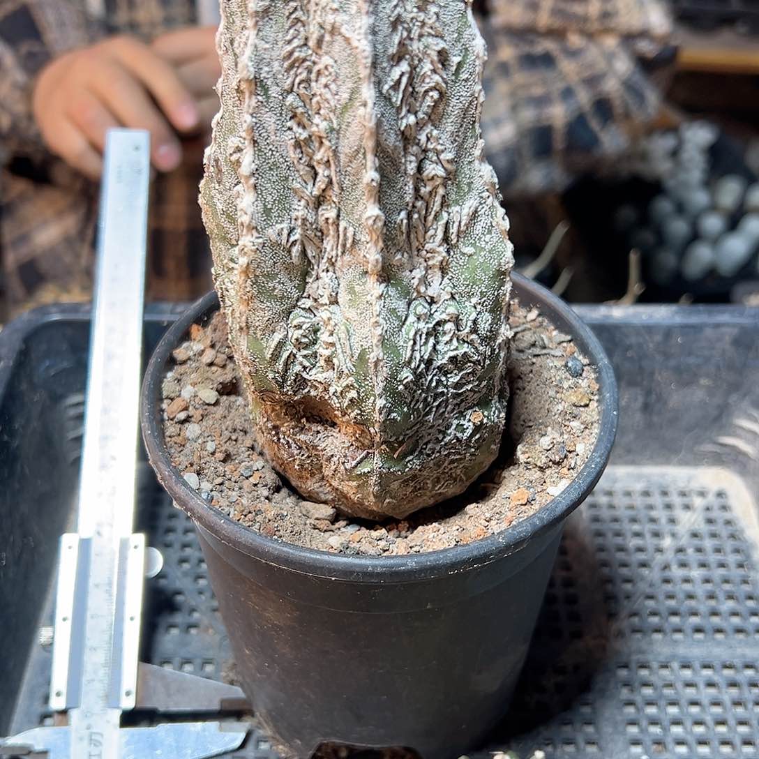 27日12号自根核桃恩总瑕疵6.9公分