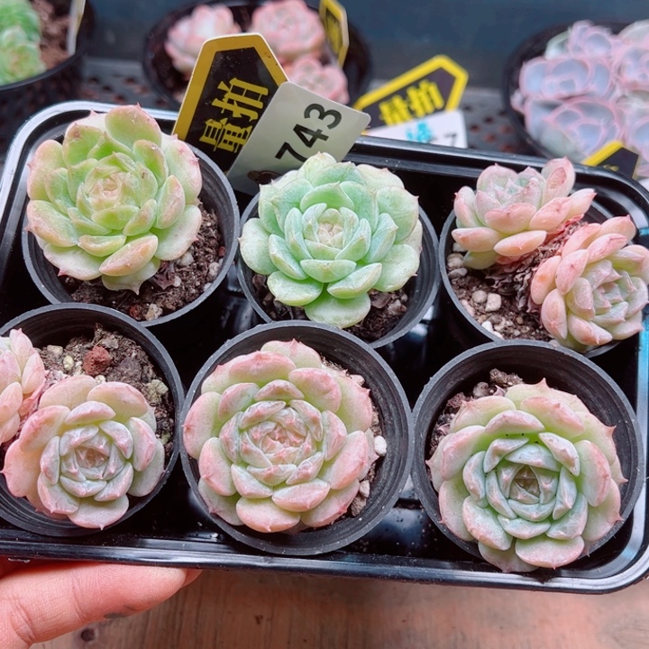 多肉植物多肉植物