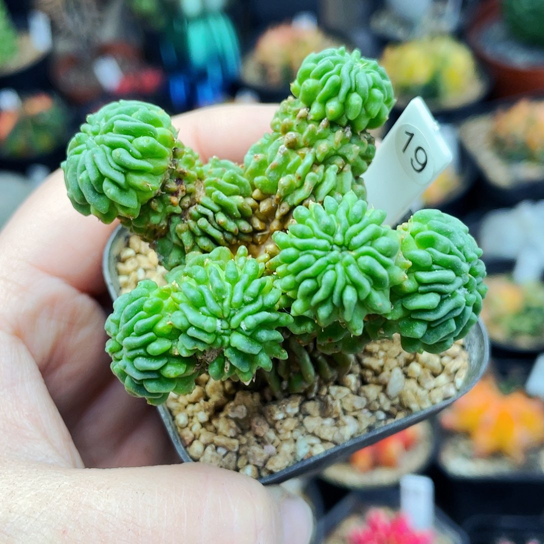 小蝌蚪非偏远地区满25包邮仙人球