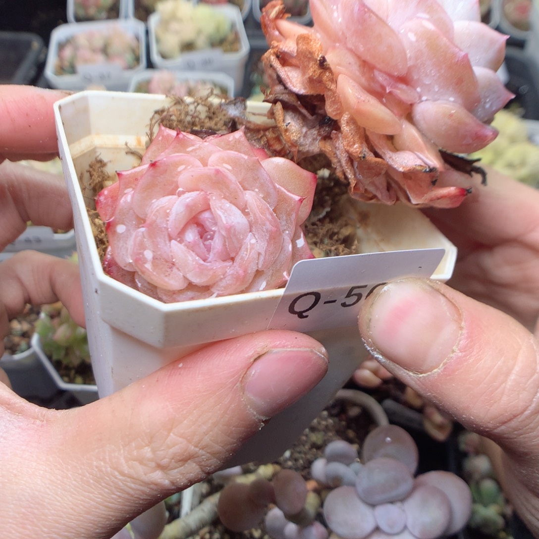 无花朵Q56 yyyyyyyy