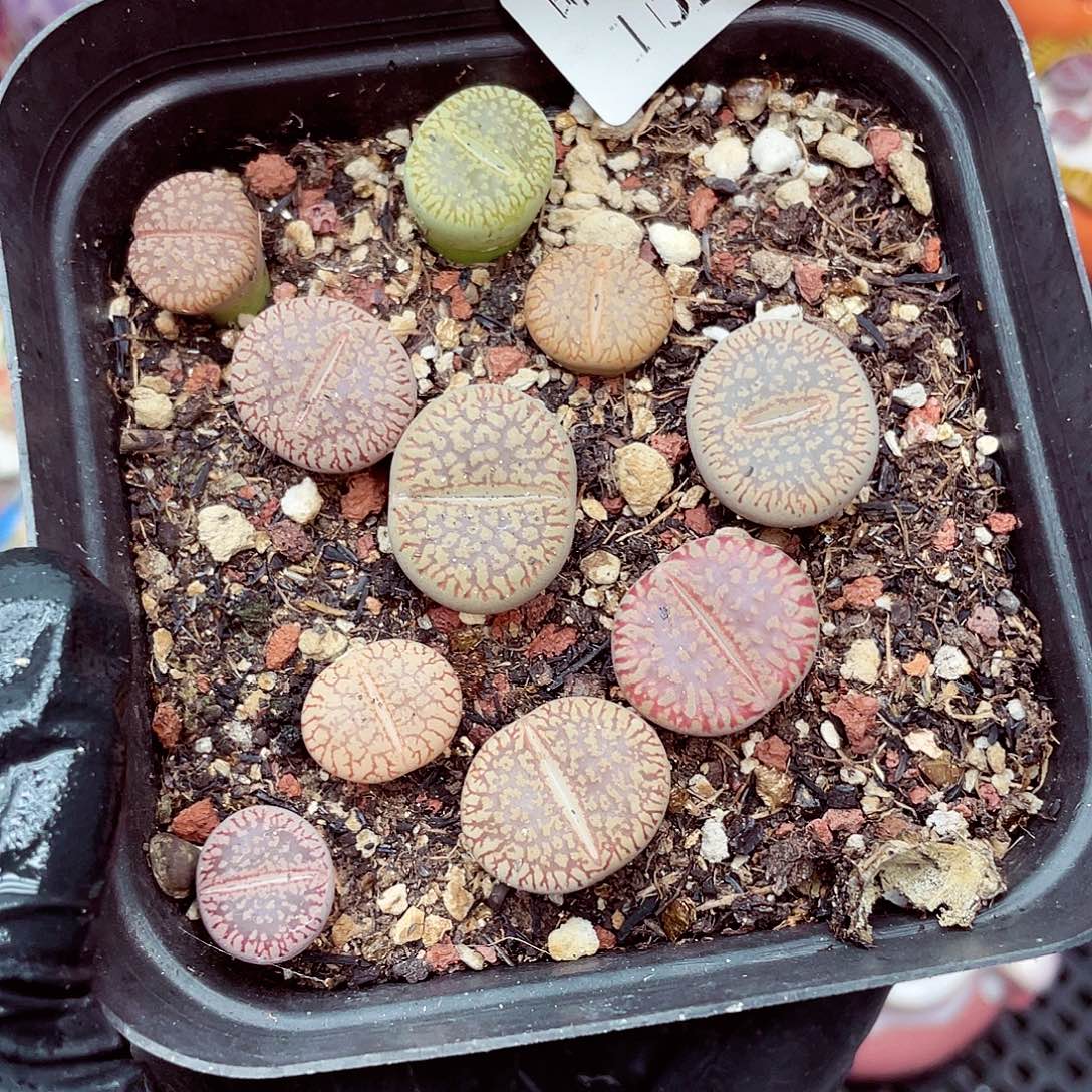 生石花满18包邮1025-64