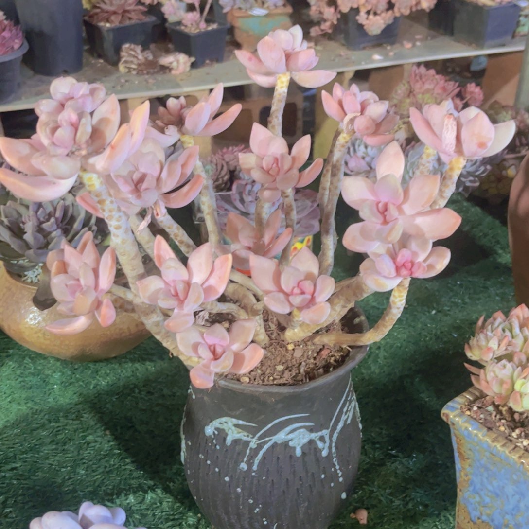 东美人03213多肉植物