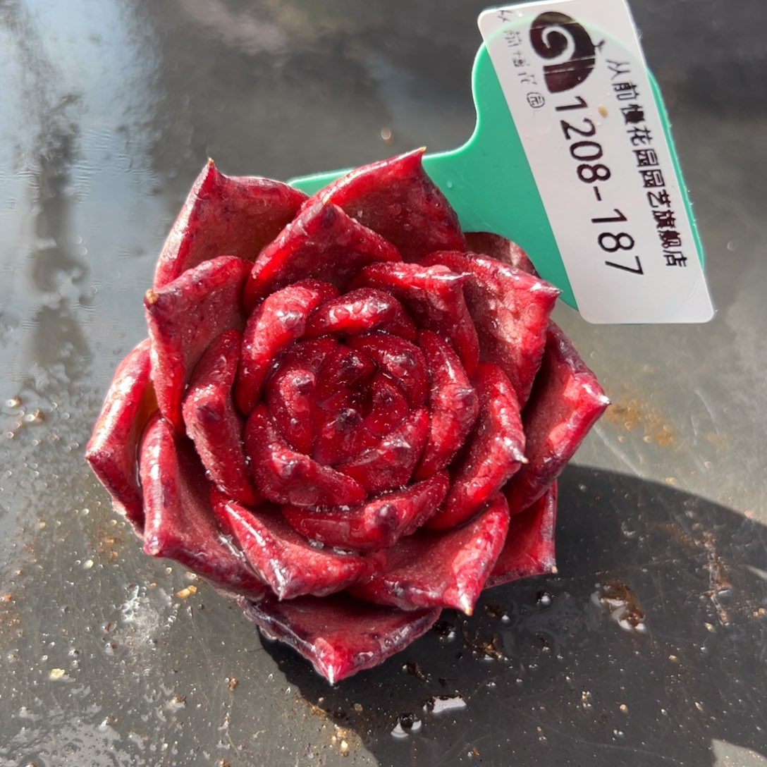 从前慢花园多肉编号1208-187