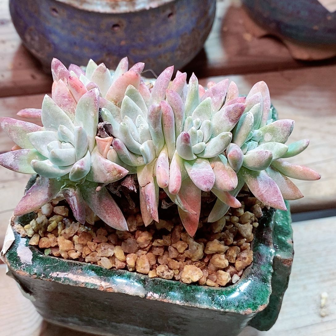 【闪购商品】哈哈哈哈白姆1543多肉