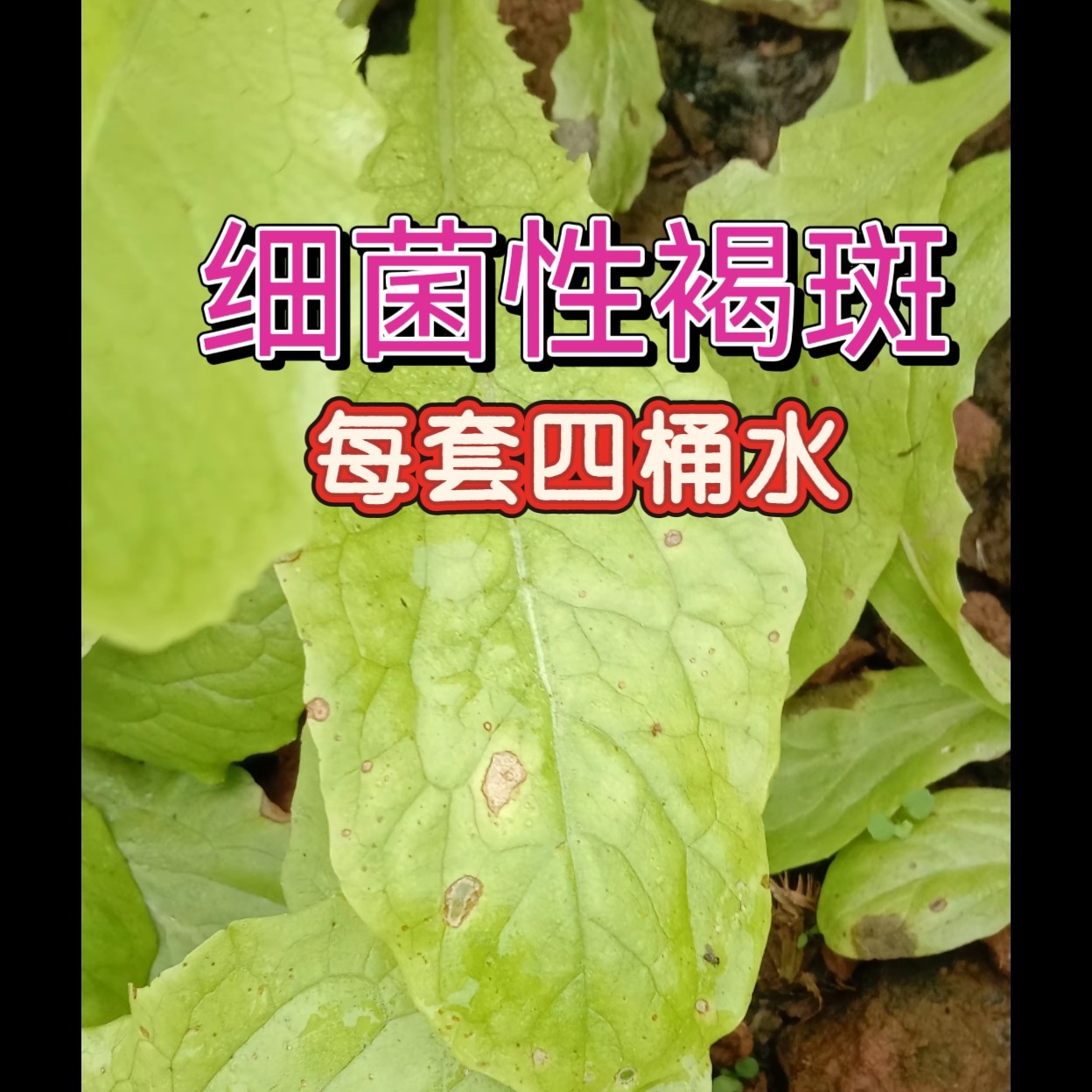 细菌性褐斑（每套四桶水）