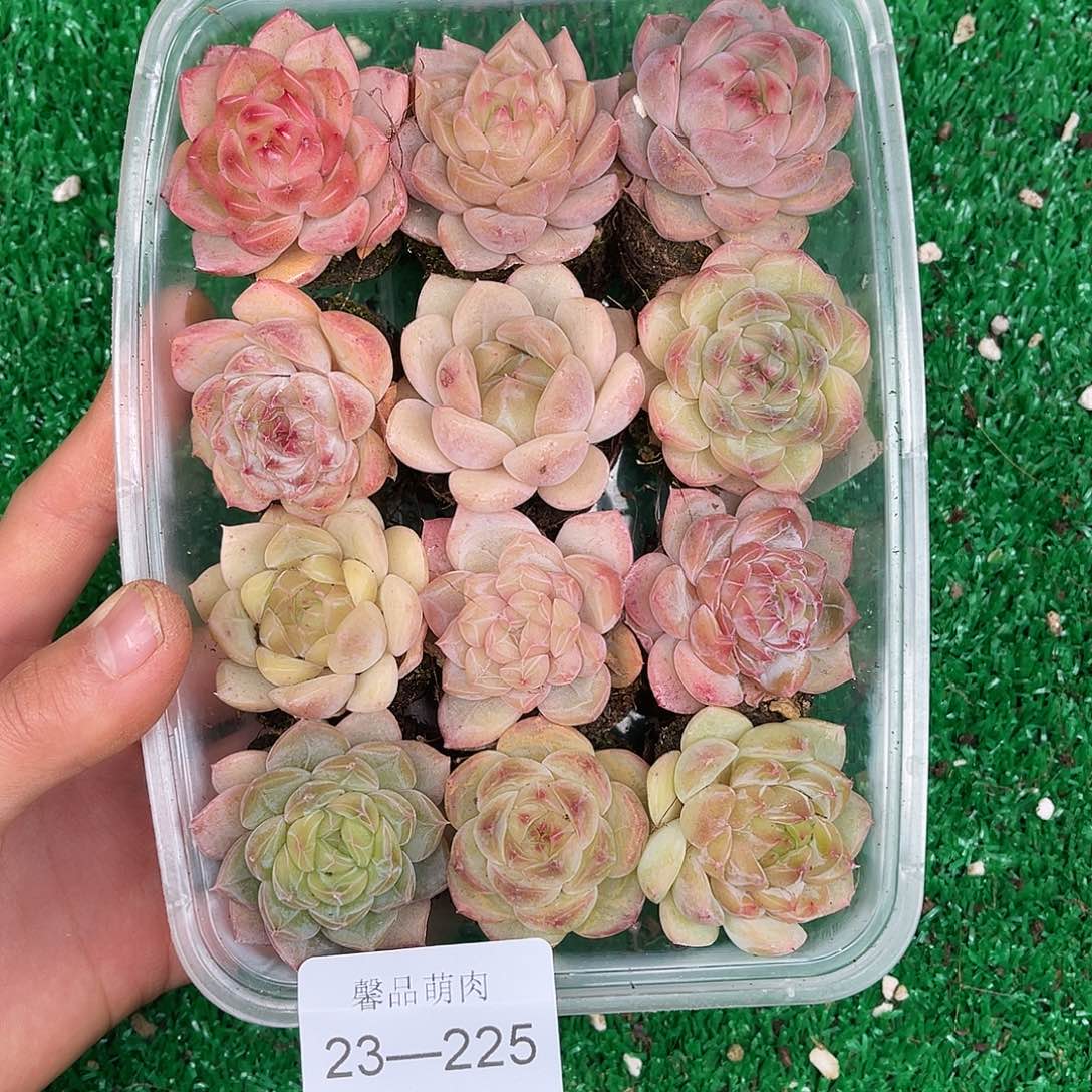 多肉一物一拍23-225