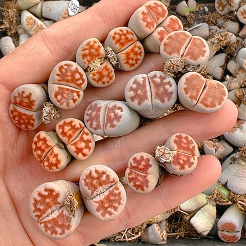 【闪购商品】21068