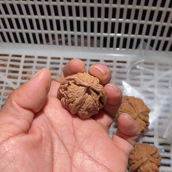 話***叽核桃四座楼蛇尺寸37