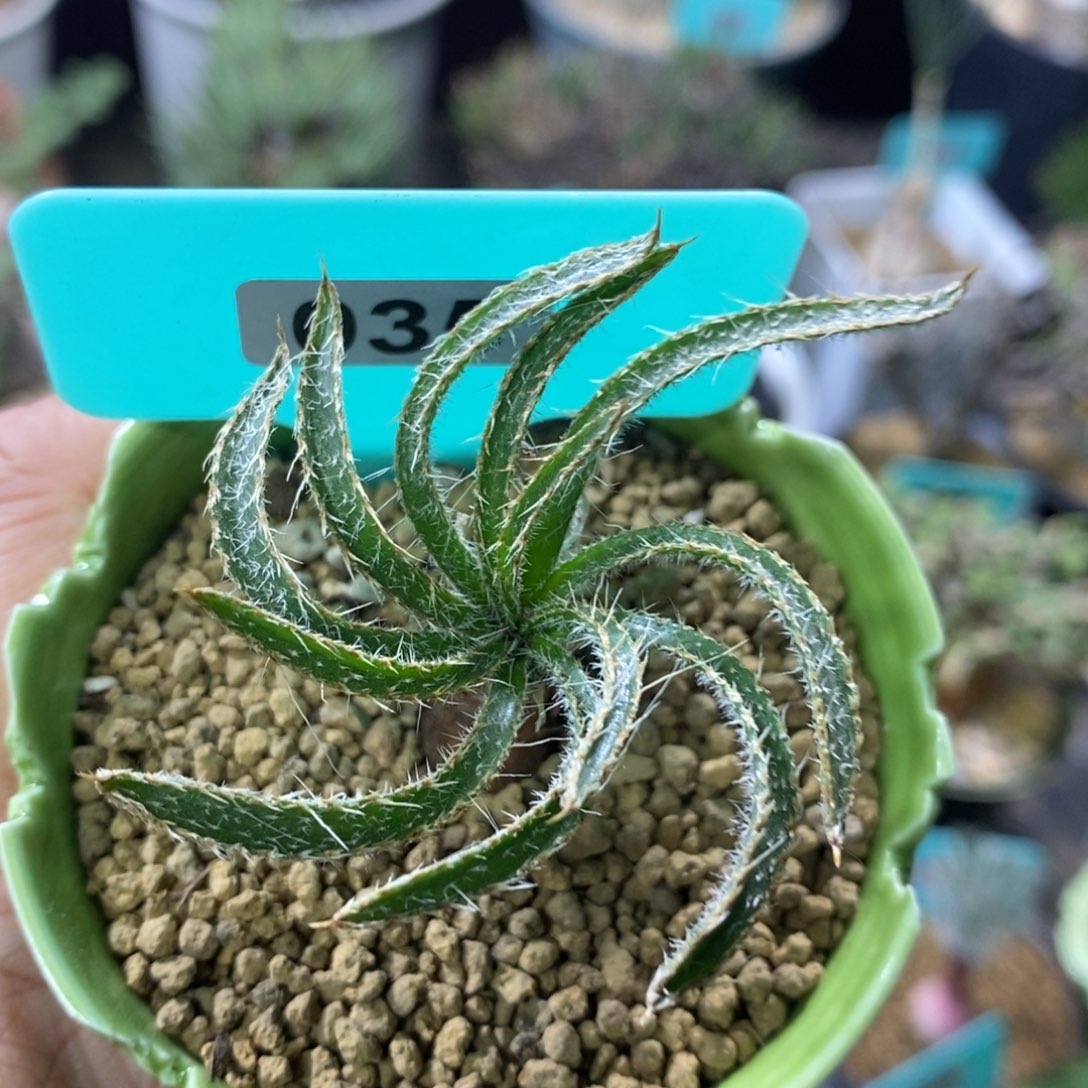 鱿鱼金刚钻产地多肉植物