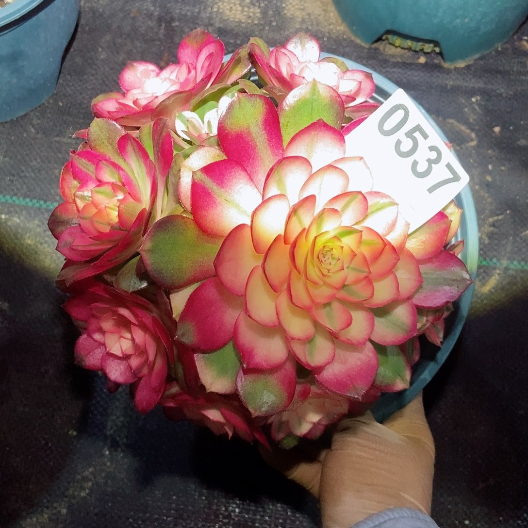 红陶美*兔0537荔枝4冠服17