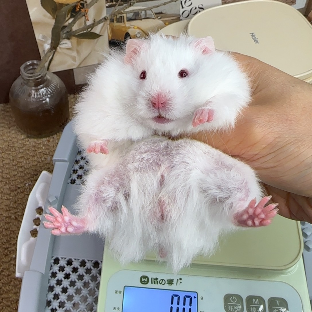 象牙白弟弟8.26生日