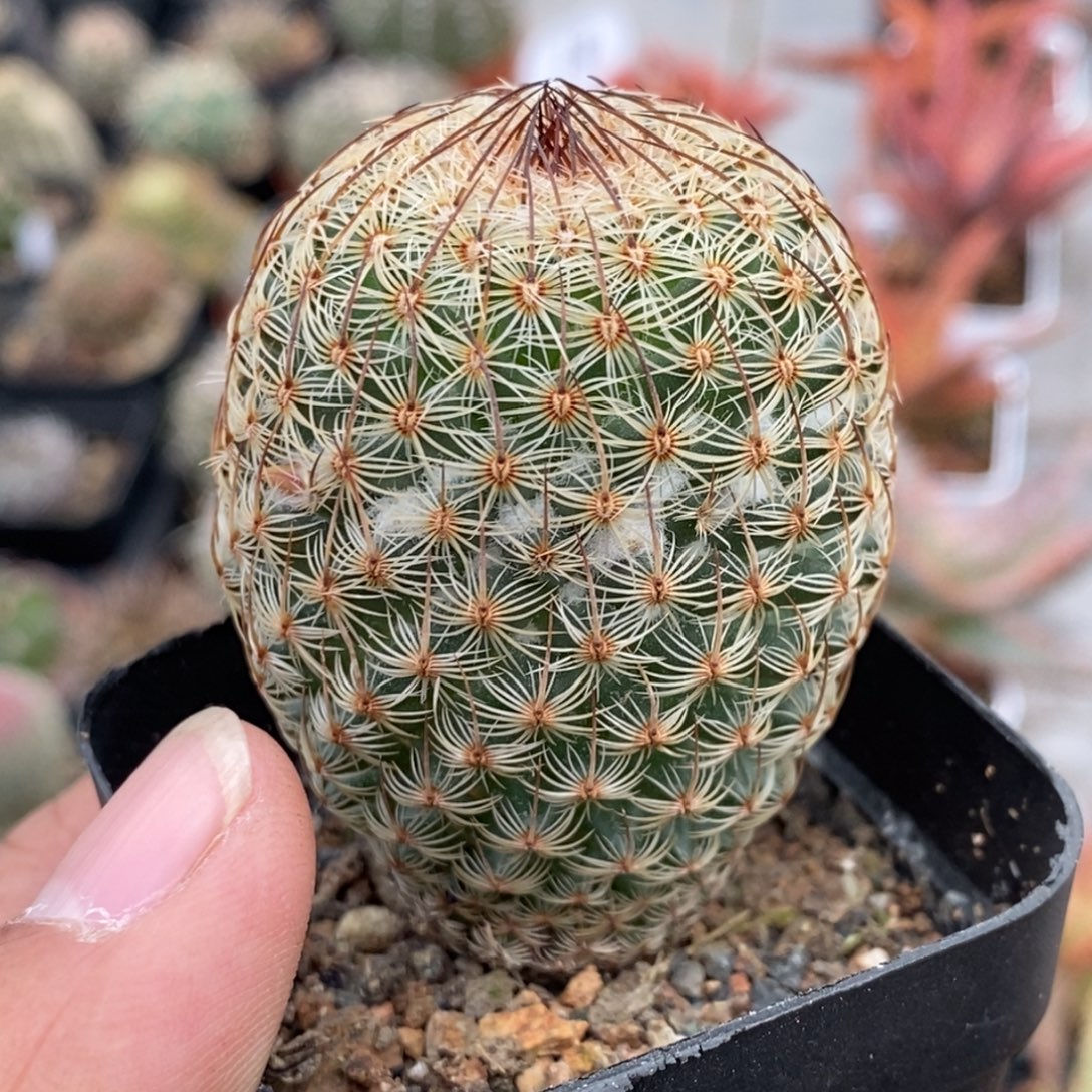 植播园艺长刺神慧丸