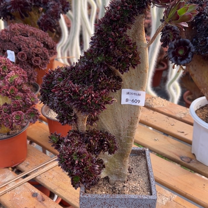 609 黑法师缀化 高度38 公分