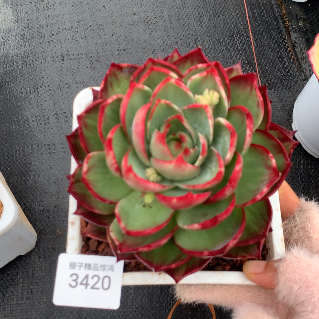 3420一物一拍13厘米