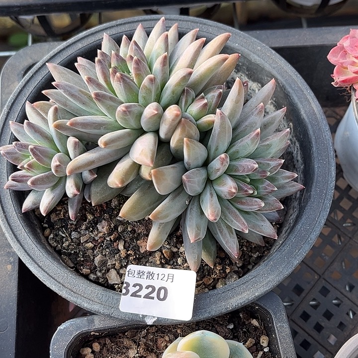 阿雅园艺。     3220三色美人