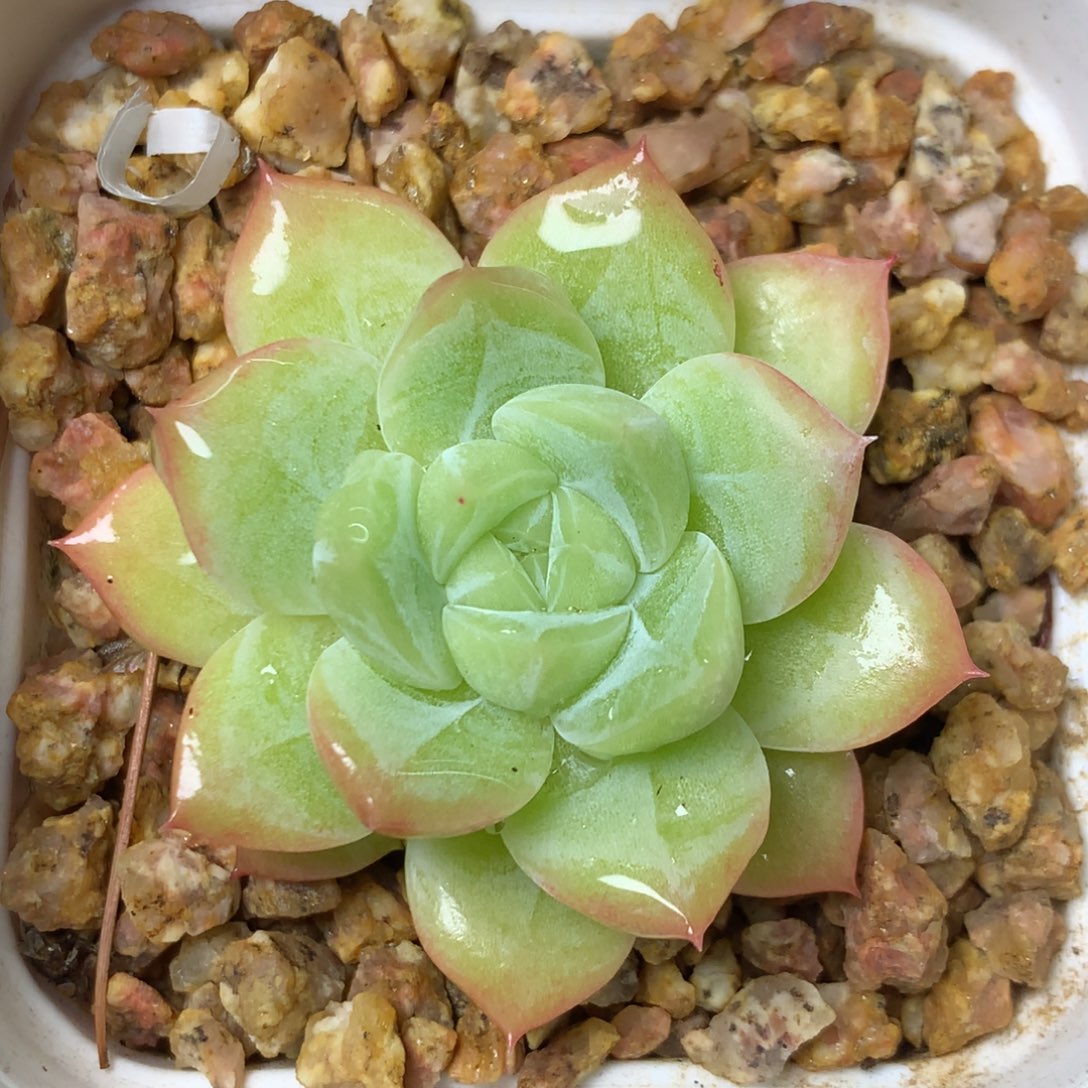 36 精品多肉一物一拍