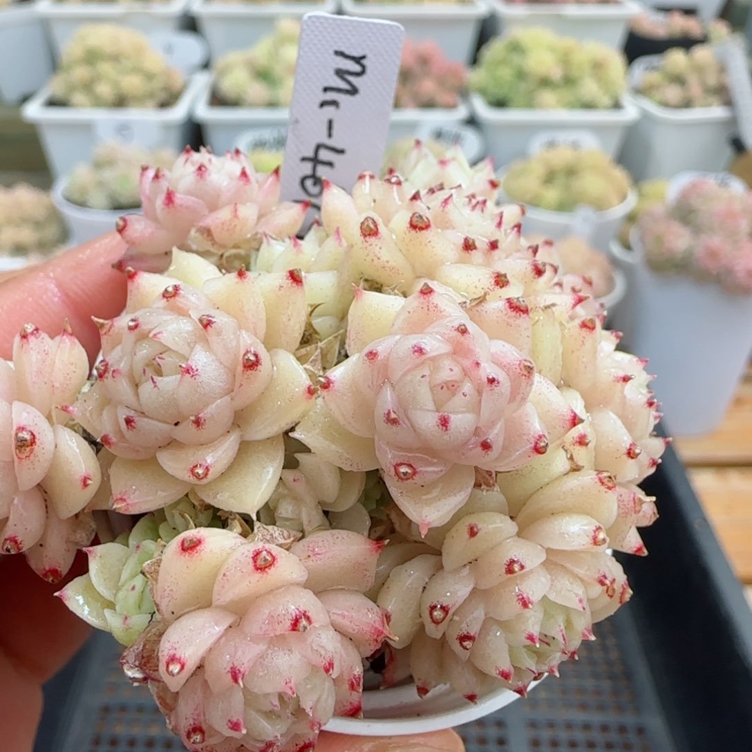 【闪购商品】0306-23（m1-461-1）