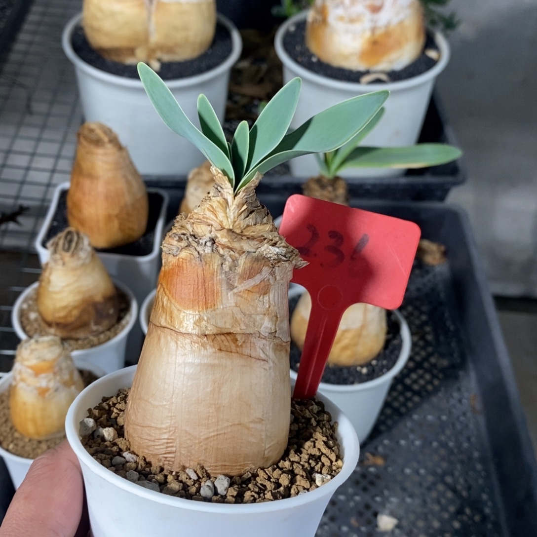 小***子巨凤之卵多肉植物