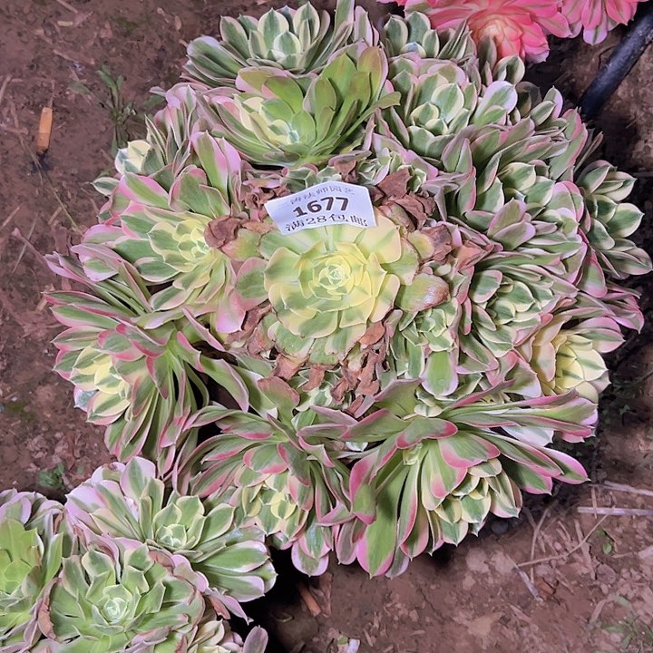 1677白凤多肉植物2号