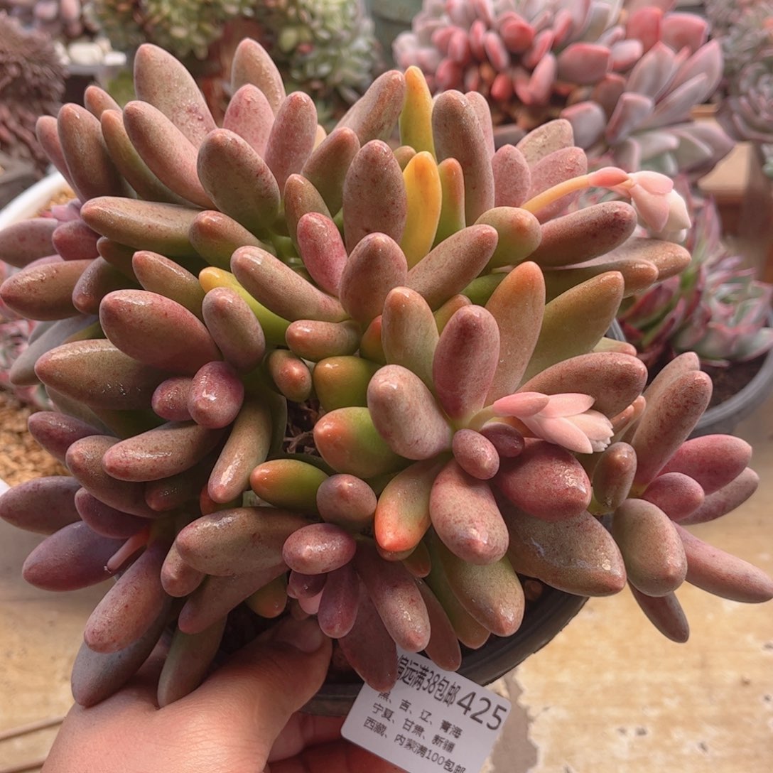 425糖果美人德华多肉