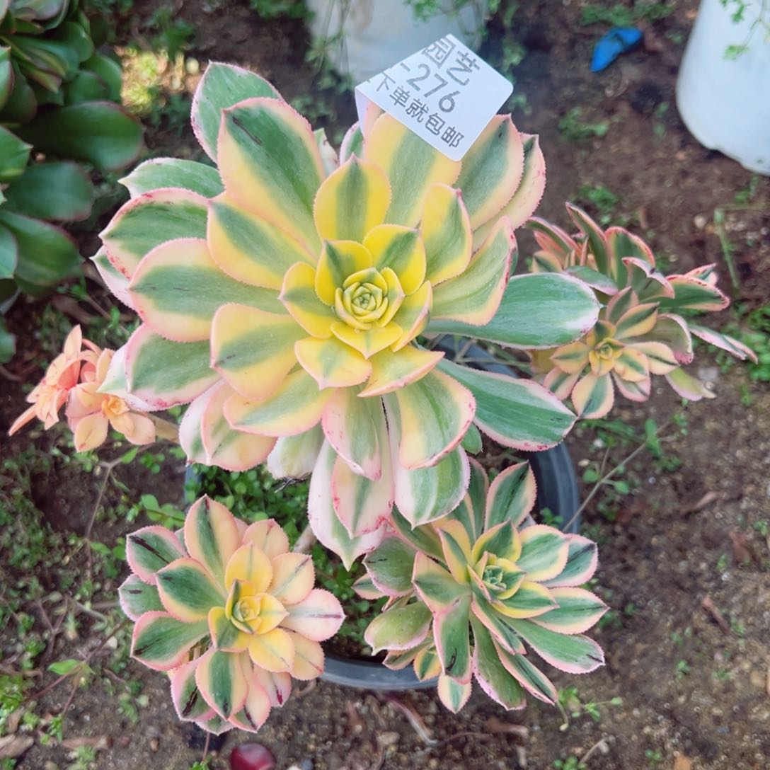 灿烂多肉植物276