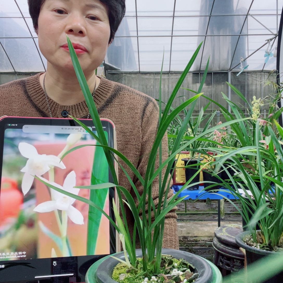 无花朵建兰北极光