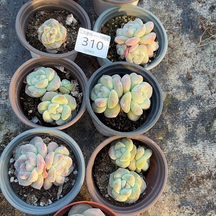 燃***犀310 号到手1框～yu一物一拍