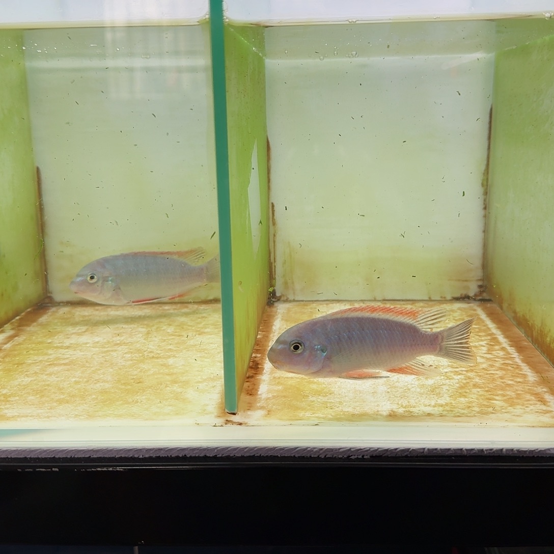 慈鲷三湖慈鲷野生鱼