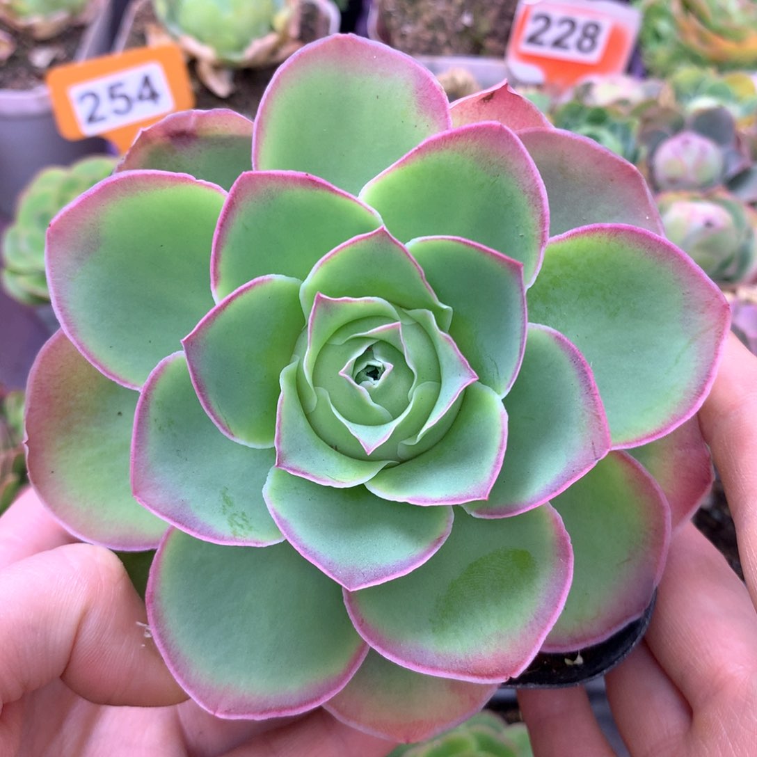 一物一拍不知名003