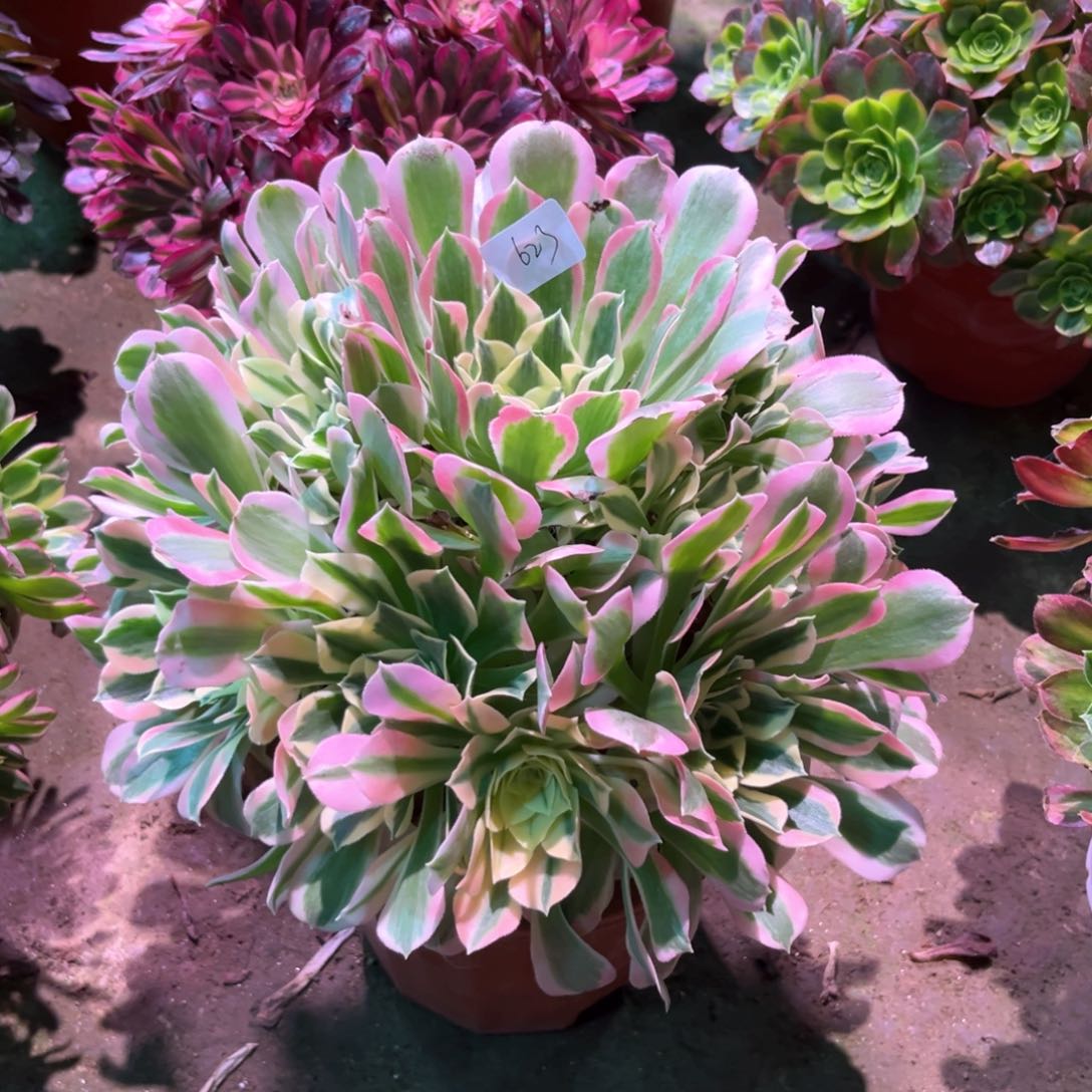 多肉植物白凤623