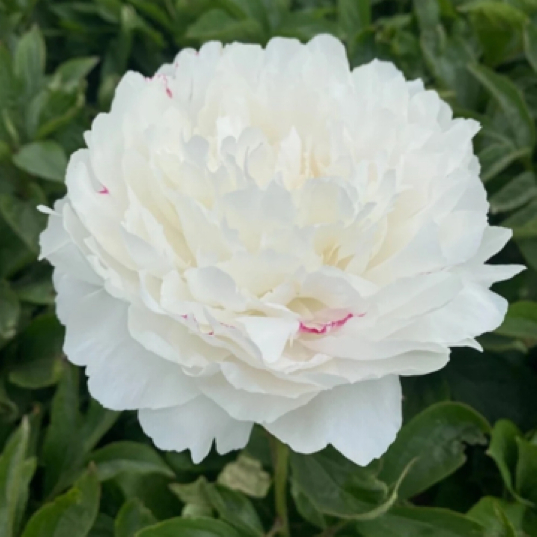 芍药品种【杨妃出浴】