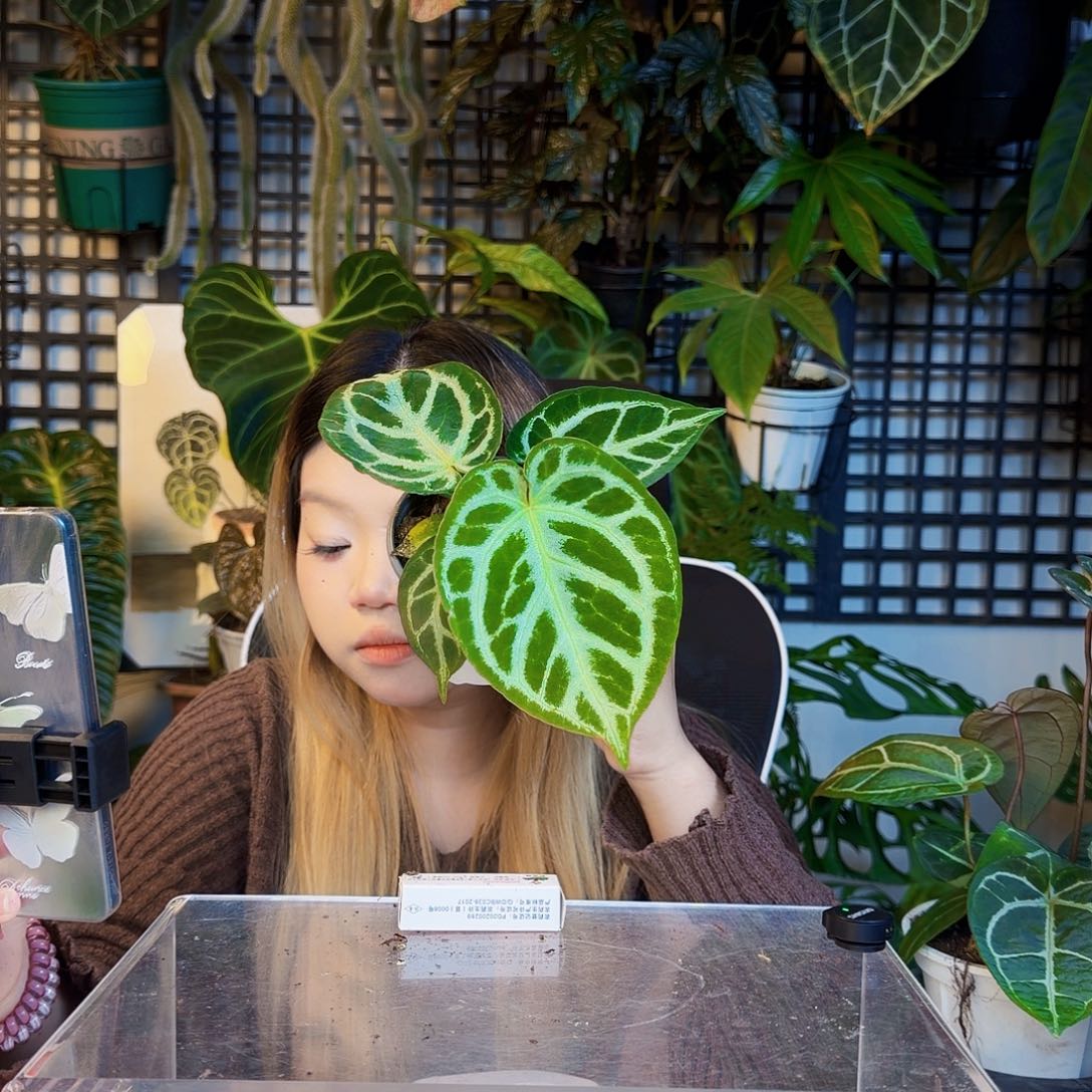 完全开放U174 铜锣烧