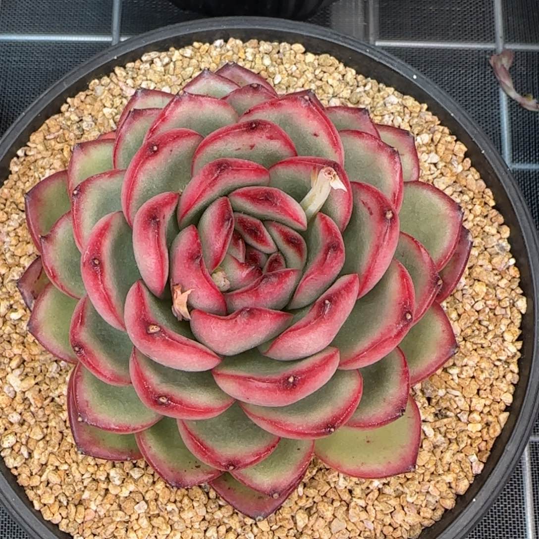 从前慢花园精选多肉万宝龙