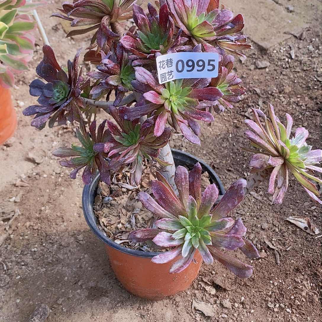 995 号20元包邮不包断枝年后发货