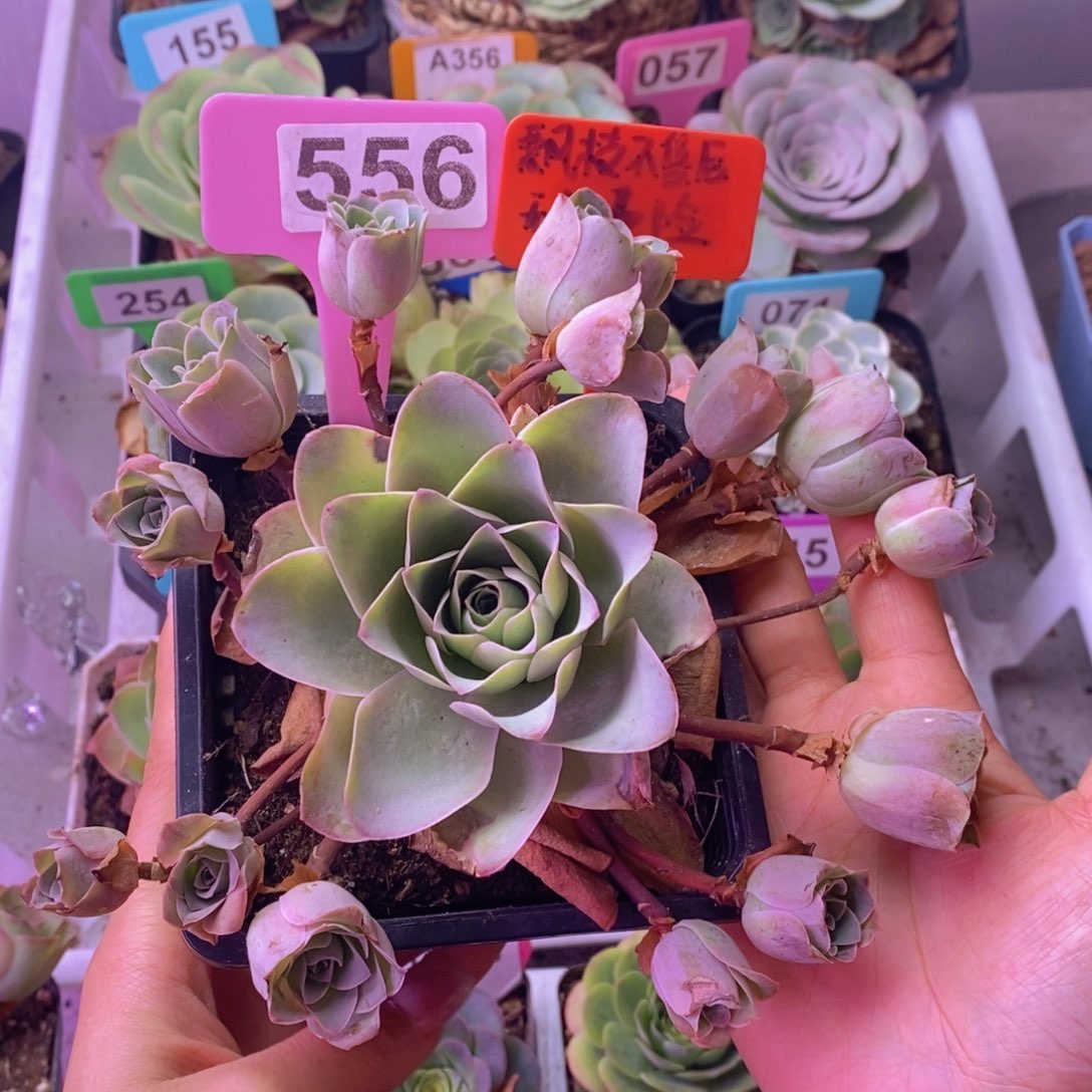 飘枝玫瑰一物一拍556 裸根发