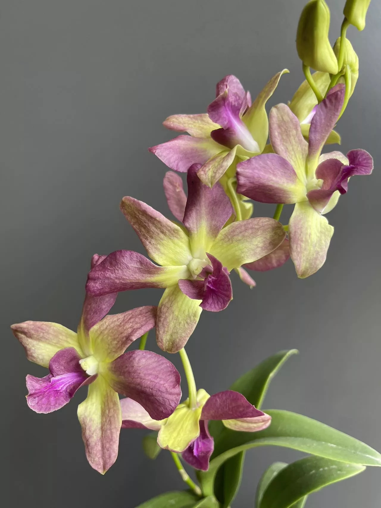 梦幻【秋石斛】（5度以下拍保温棉，不拍冻死冻伤不售后）