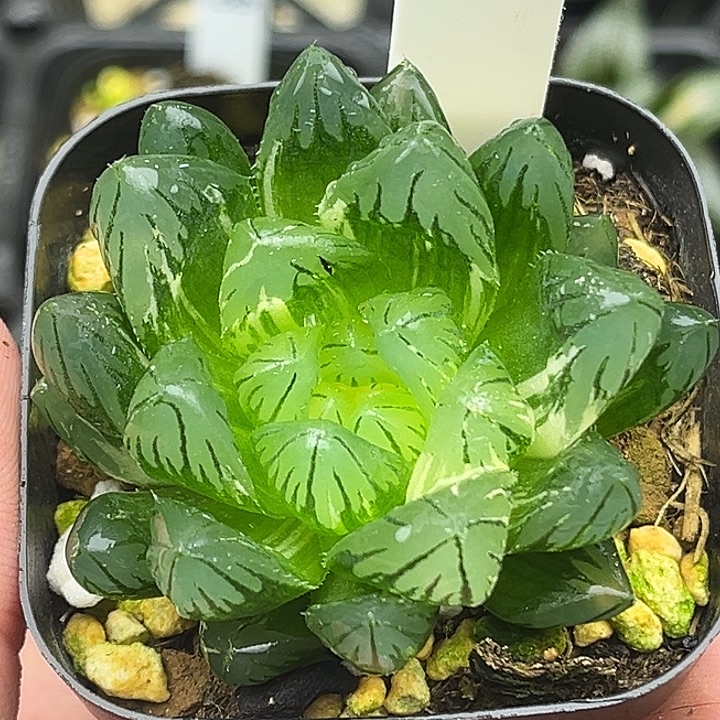156龙鳞玉露锦头家多肉十二卷